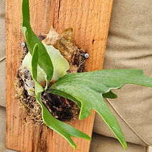 Staghorn33.jpg