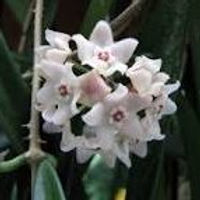 Shepherdii bloom2.jpg