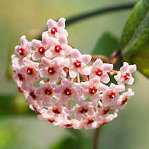 hoyas carnosa.jpg