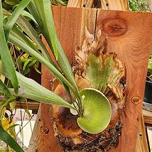 Staghorn66.jpg