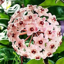 KrinkleBloom1.jpg