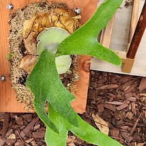 Staghorn44.jpg