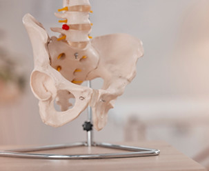 anatomy-bones-and-skeleton-in-a-medical-hospital-2022-12-24-04-36-54-utc.jpg
