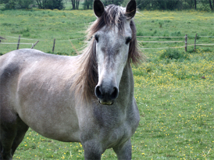 Preciosa (Gobernante x Hacienda)