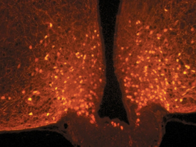 Mice brain cells change shape after a meal impacting satiety