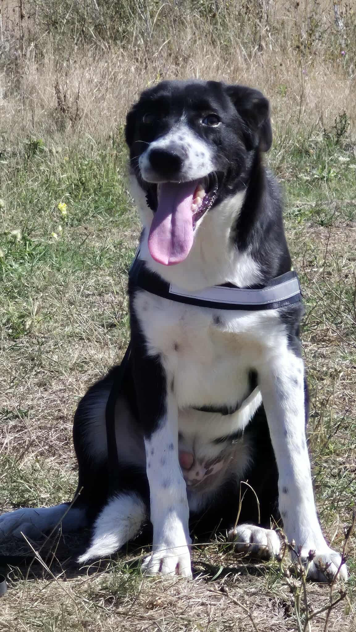 Oreo
