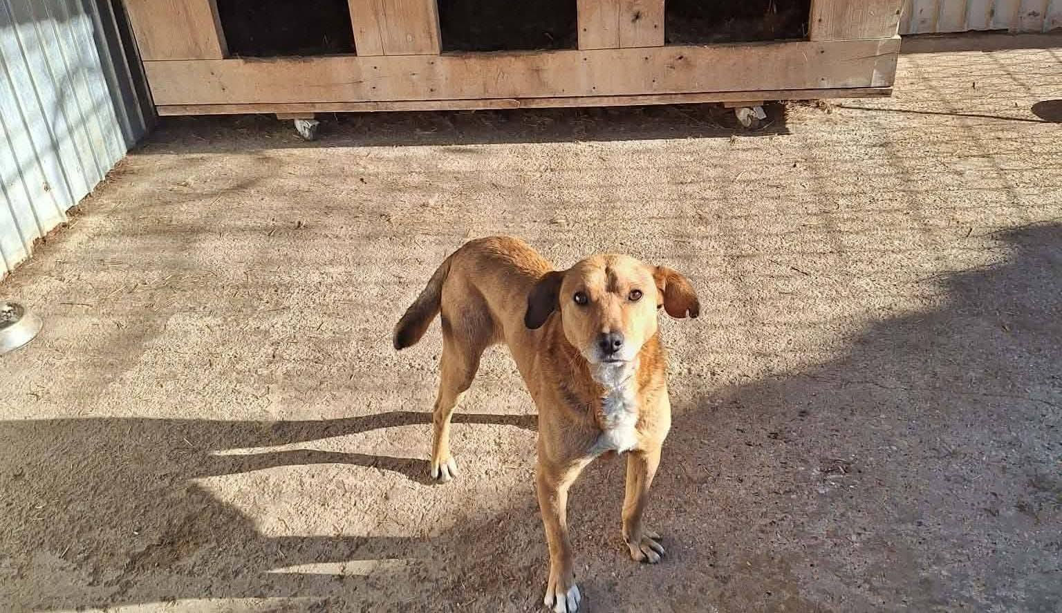 Koda