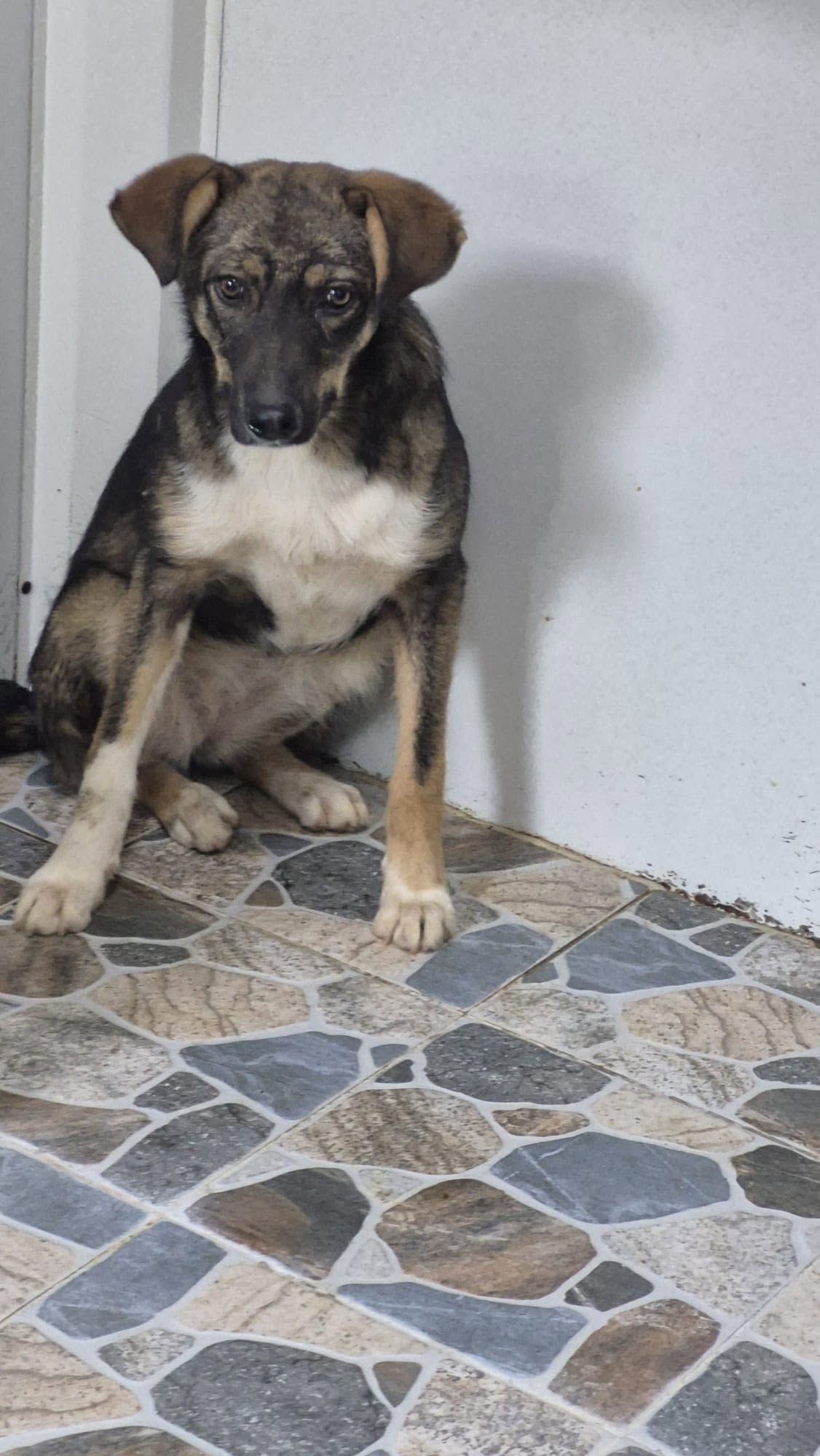 Pia