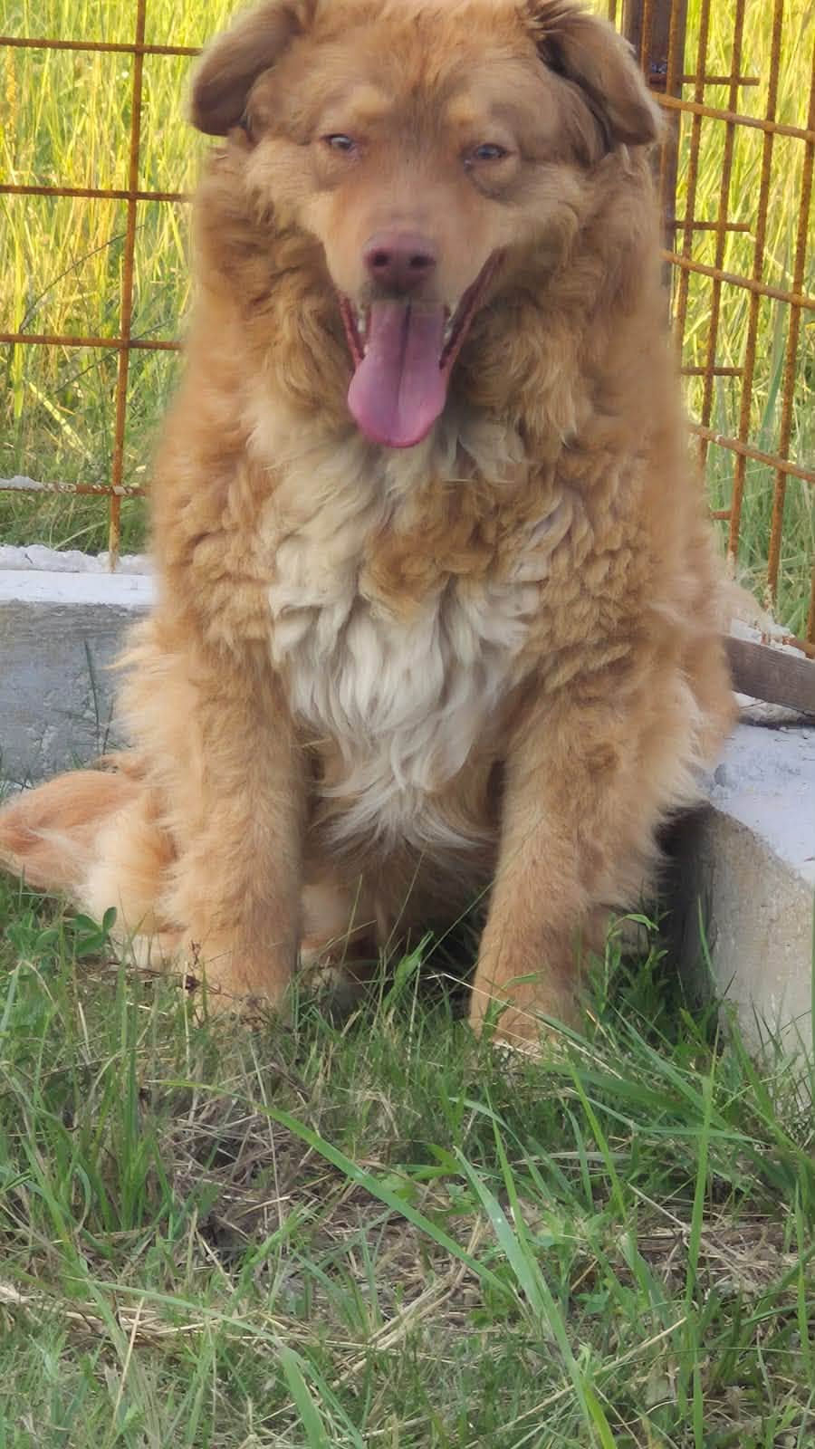 Osito