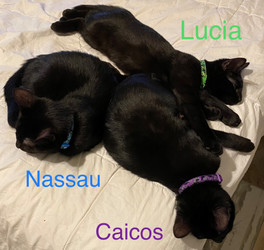 Nassau, Caicos, Lucia - tired.jpeg