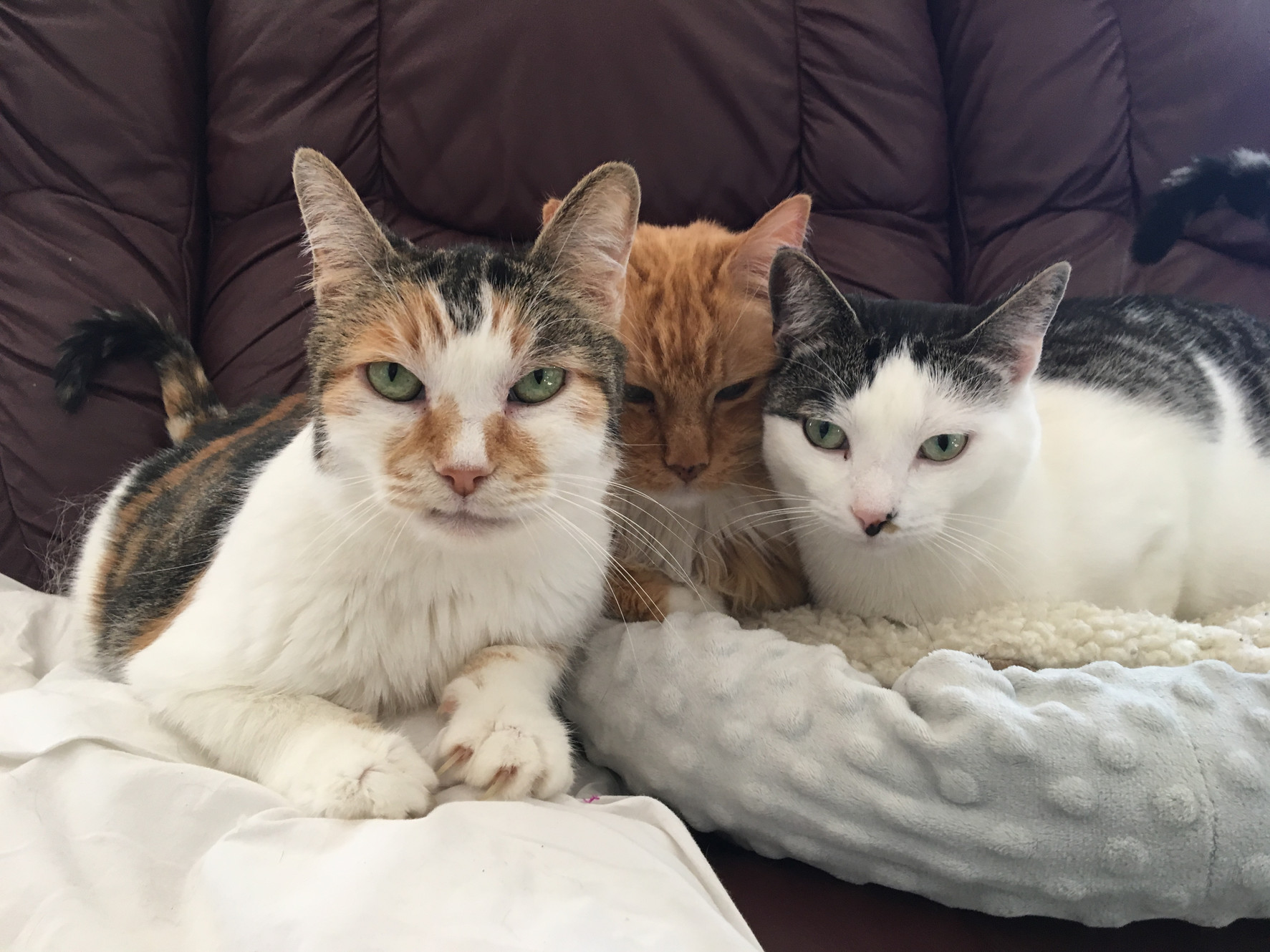 The Last Chance Cat Ranch