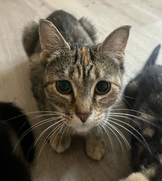 Graycie