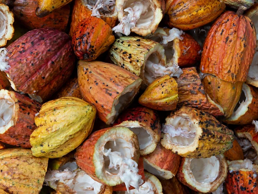 Descubre los increíbles beneficios del cacao para tu salud