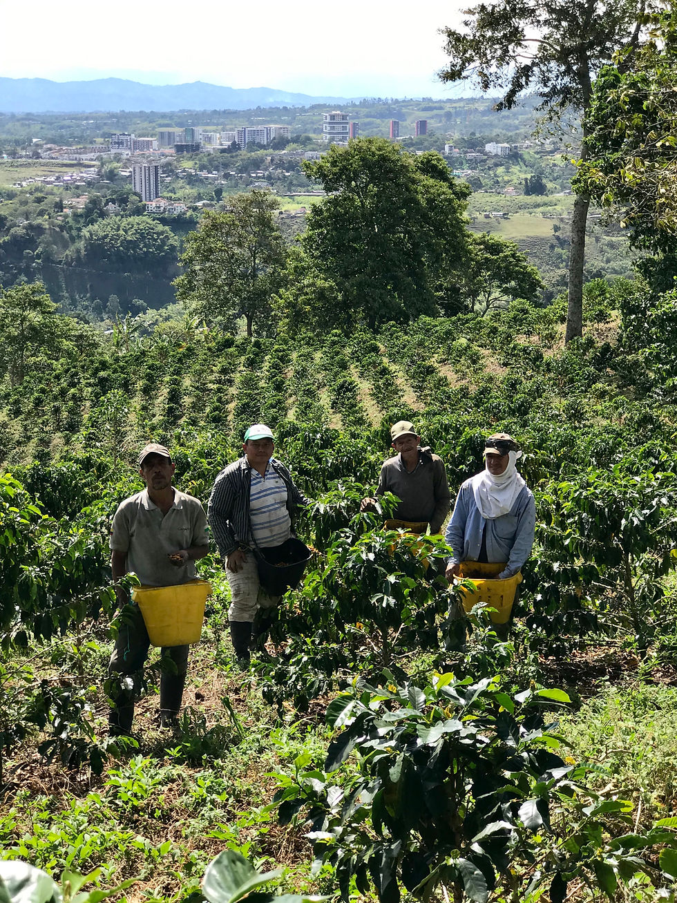 Thumbnail: COLOMBIA EL PLACER – SIDRA WASHED - FILTRO