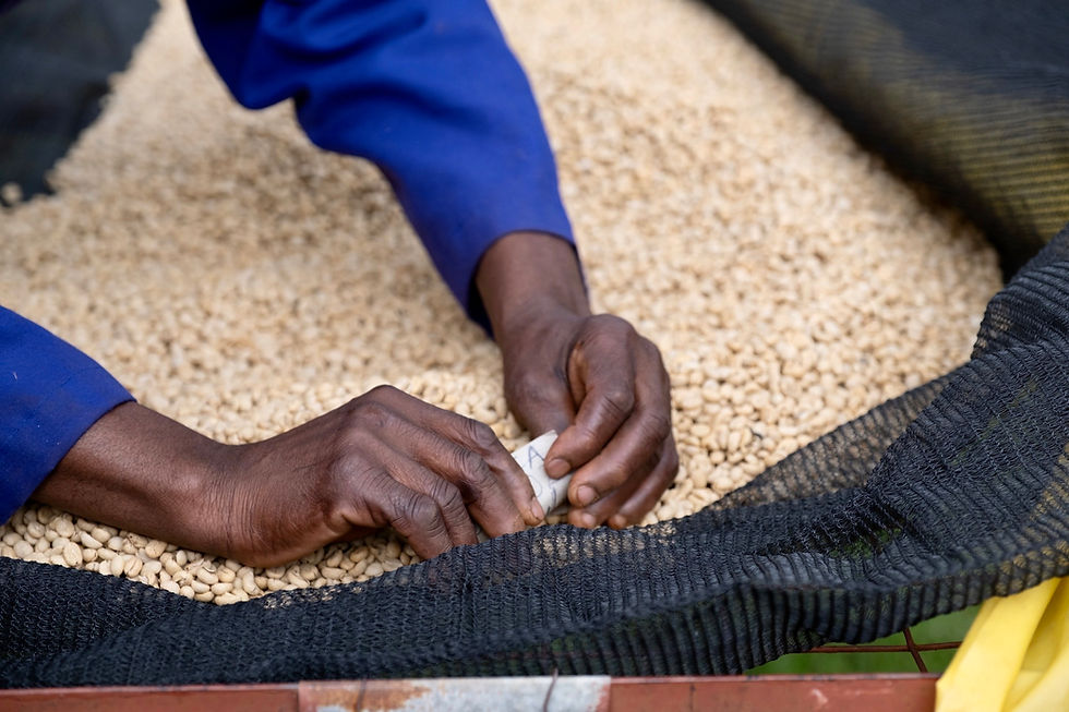Thumbnail: Kenya Kiawamururu  - ESPRESSO/FILTRO - 250 g