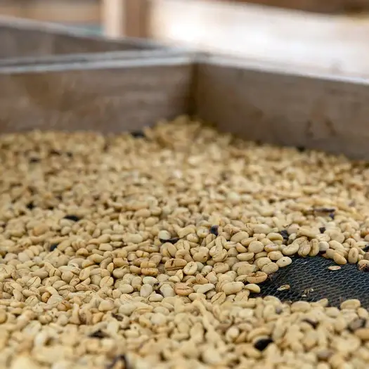 Thumbnail: NICARAGUA  FINCA IDEALISTA  200gr - FILTRO