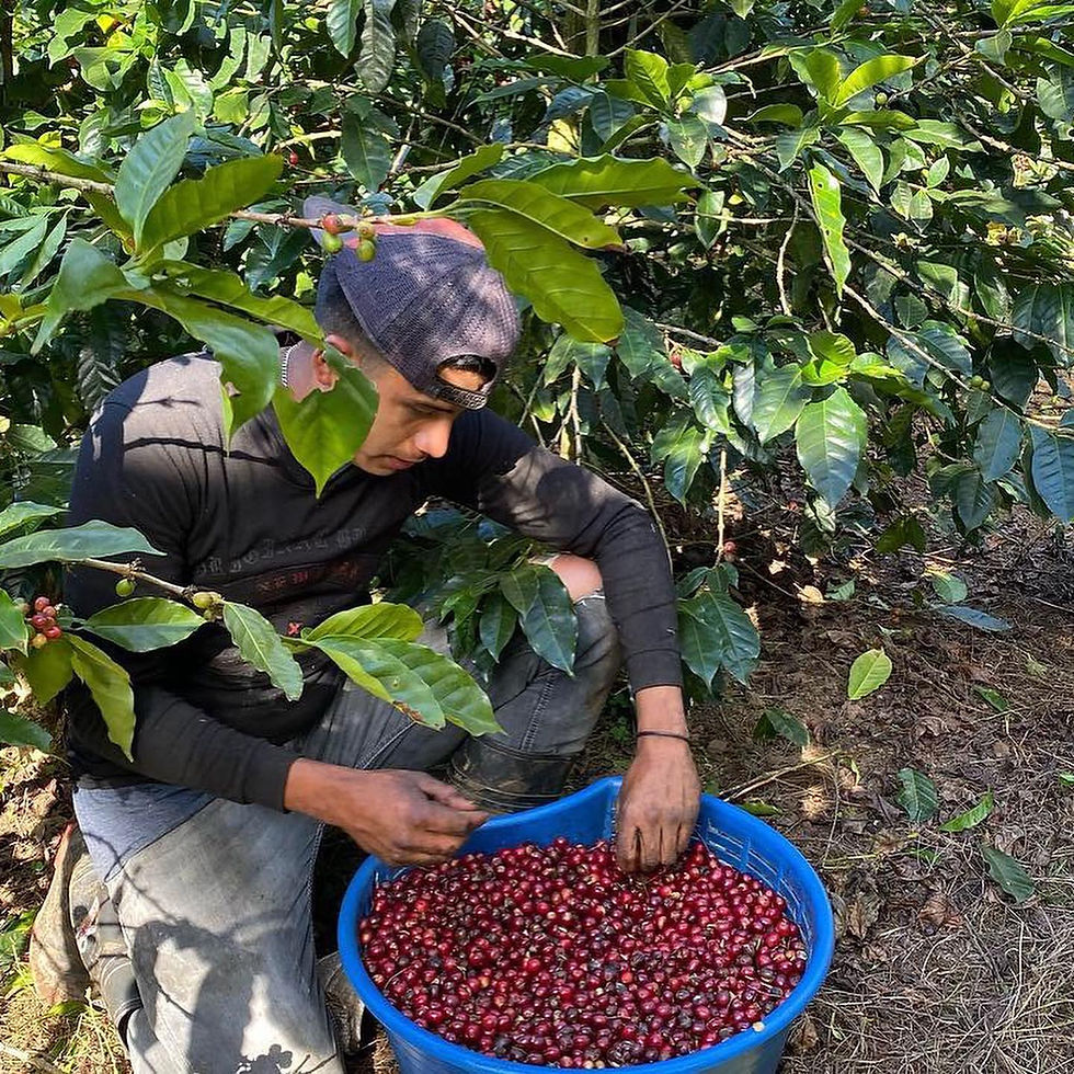 Thumbnail: Costa Rica Los Campos - 200gr FILTRO