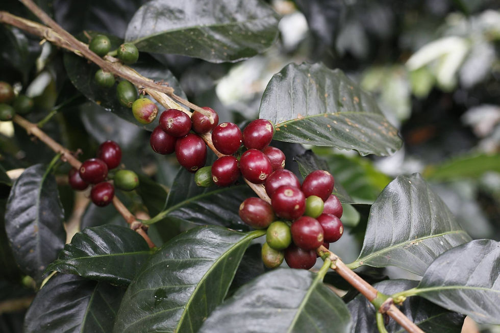 Miniatura: Combo Filtro - Caramba!