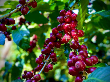 Arabica e Robusta a confronto