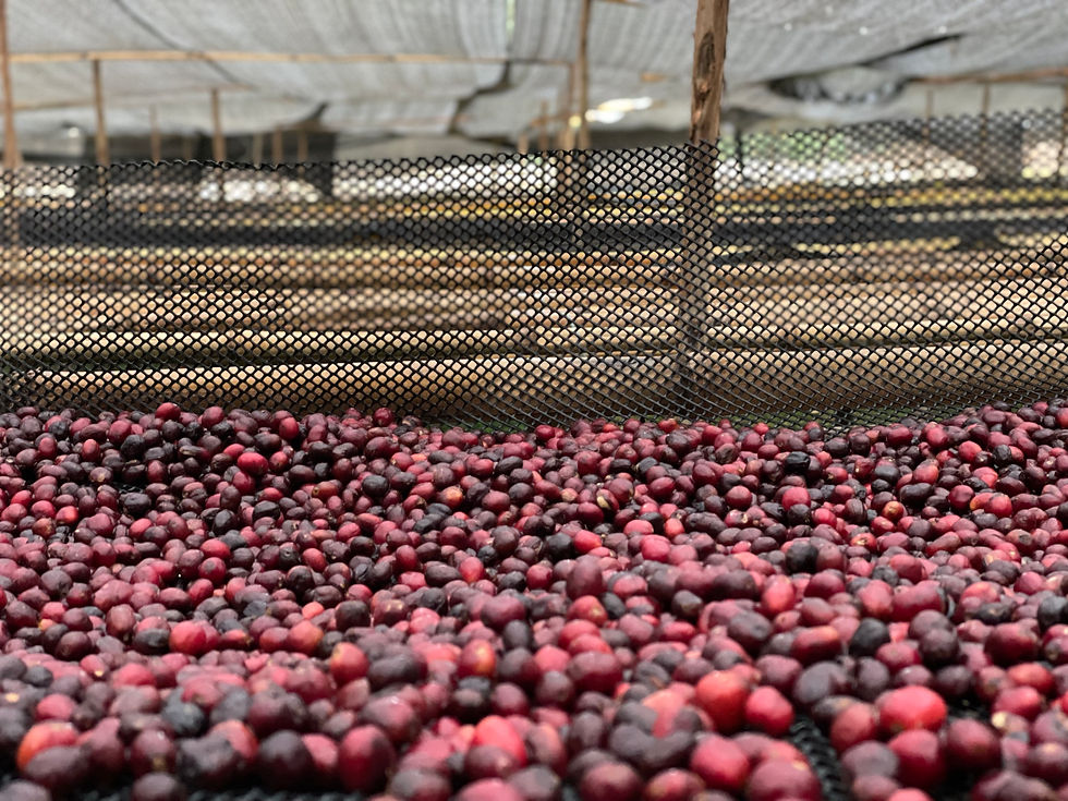 Miniatura: Ethiopia Yaye - FILTRO