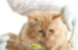 cat looking at pills on a spoon
