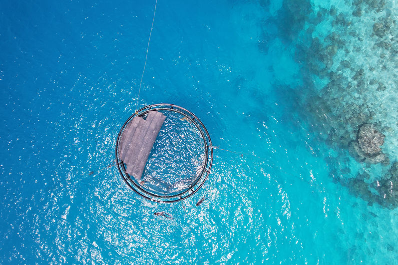 sea cage header.JPG