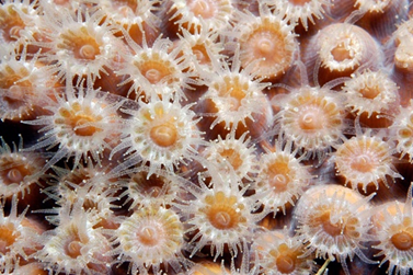  (Polyp photo from NOAA)