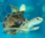 Hope, our green sea turtle patient with a condition called lordosis (curvature of the spine)