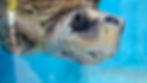 Our Olive Ridley turtle patient, Tom 