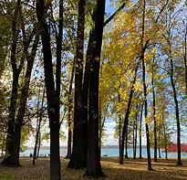 Des arbres automnales