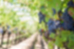 Napa Valley