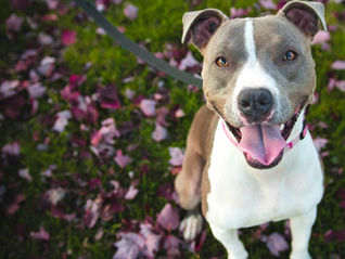 Disaster Preparedness for Pets