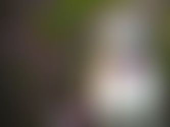 Disaster Preparedness for Pets