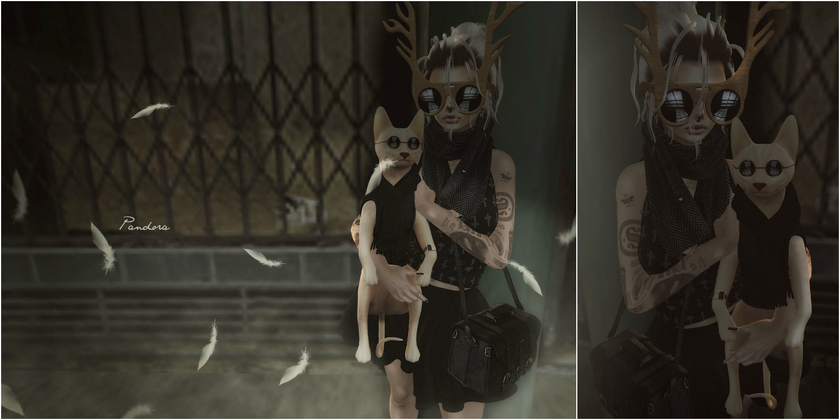 Kitty.. and my bird?? O.o