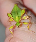 Peleng Island leaf insect