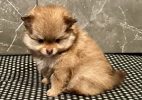 Coco 6weeks image6.jpeg