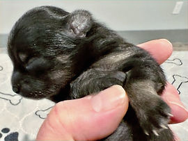 Ozzy 1week image5_edited.jpg