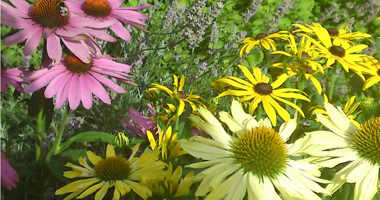 Buntes Echinacea Feld