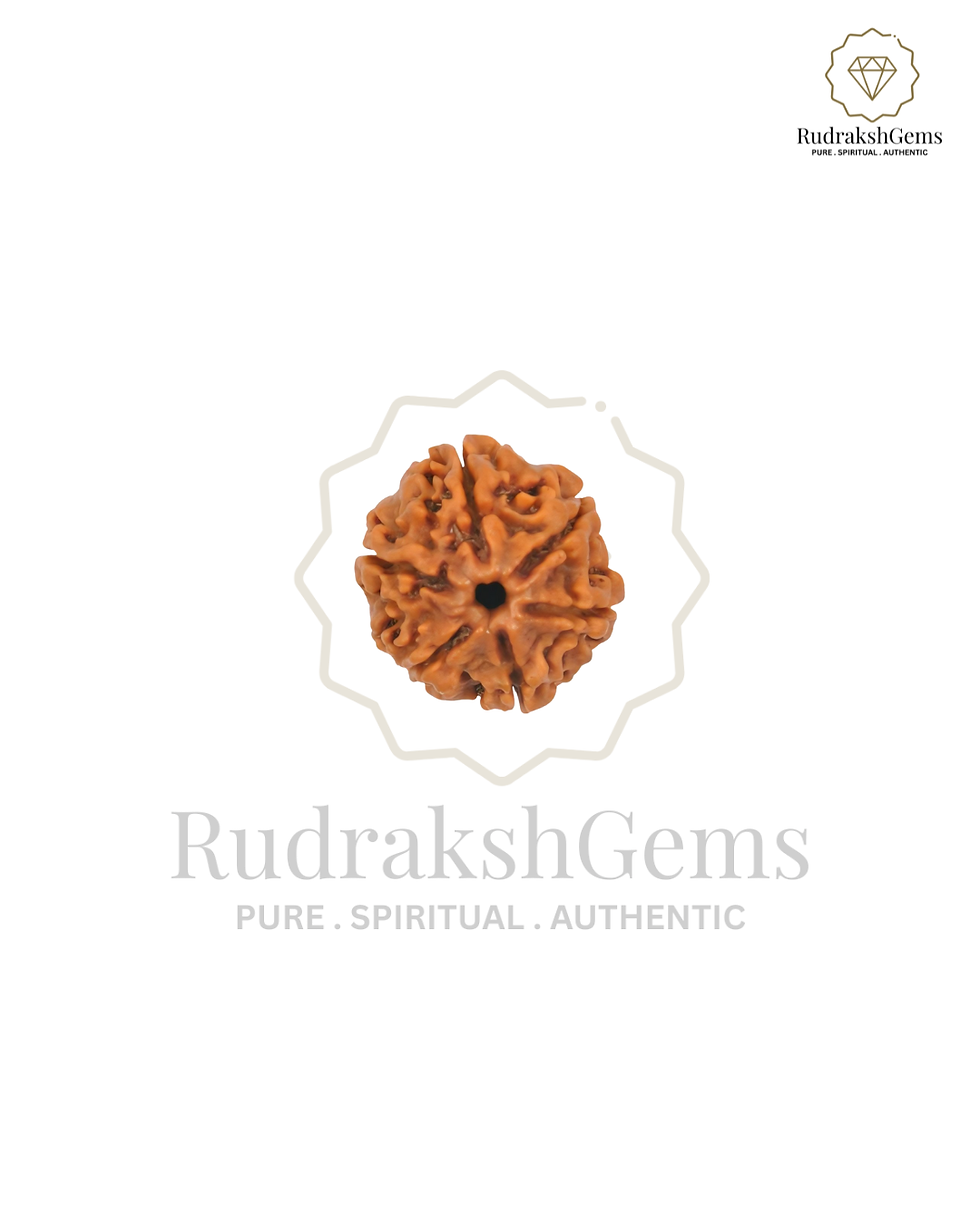 Thumbnail: Natural 6 Mukhi/Face Rudraksha (Nepal Origin)