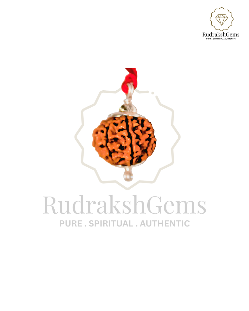 Thumbnail: Natural 10 Mukhi Rudraksha (Nepal Origin -Super Collector Size)