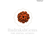 Thumbnail: Natural 7 Mukhi Rudraksha (Nepal Origin - 19.00mm)