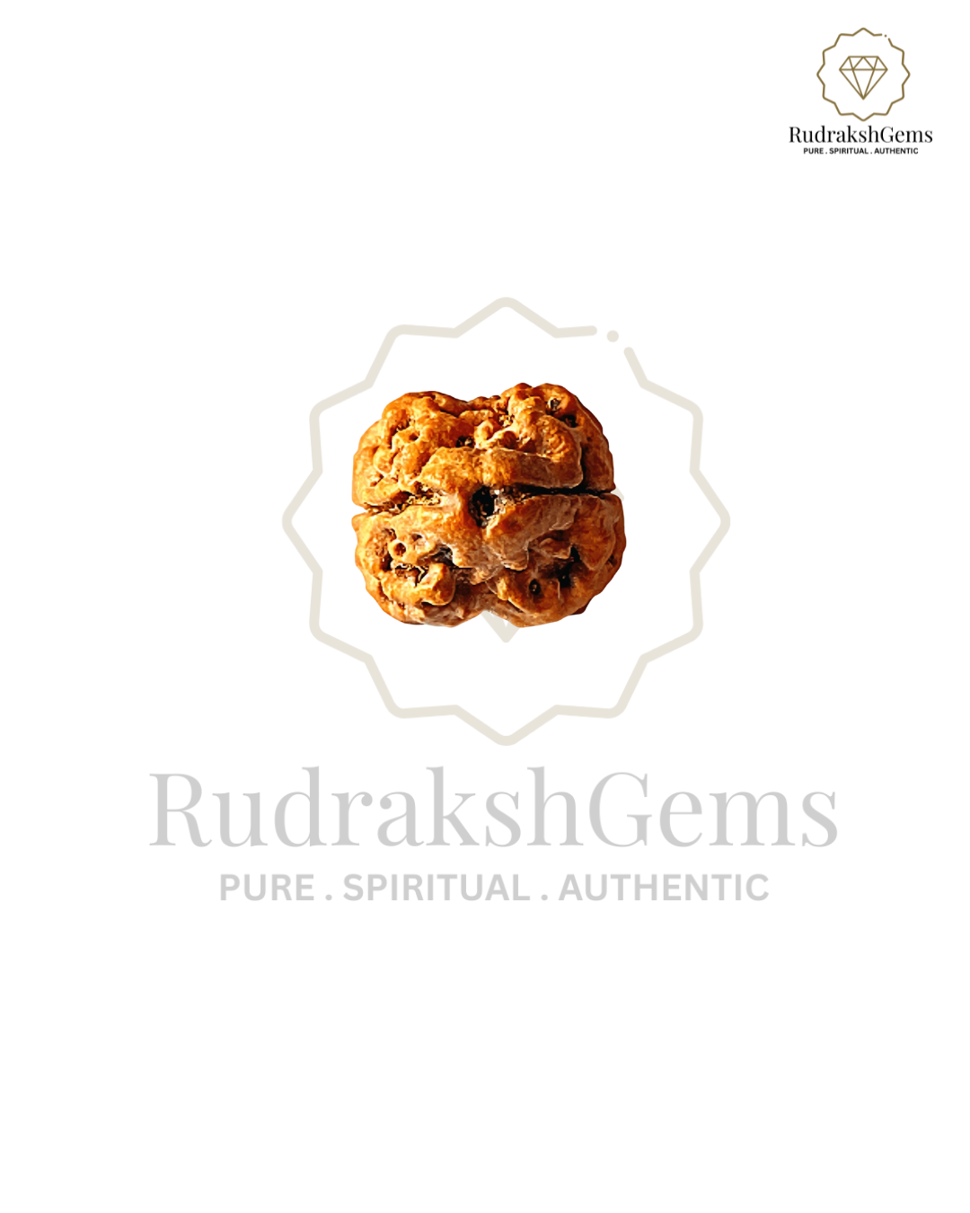 Natural 2 Mukhi Rudraksha (Nepal Origin - Collector Size)