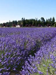 Lavender Fields in Sequim