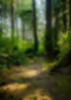 Forest at Otter Crest