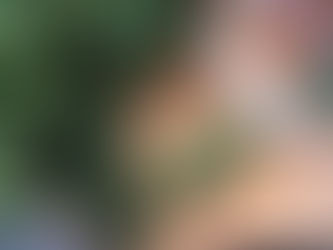 Os melhores temperos para cultivar na sua janela