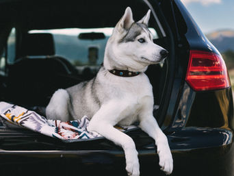 Dicas para uma viagem tranquila de carro com seu pet