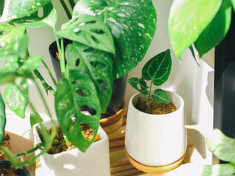 Como adubar corretamente as plantas de seu jardim