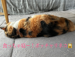 夏が来る前に~ニャンズのためにも!
