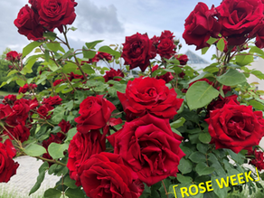 【🌹　ROSE WEEK　 🌹】
