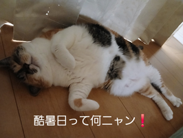 オフシーズンの今だから! ガス暖房機オーバーホールをおすすめします!